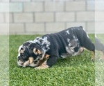 Small Photo #17 English Bulldog Puppy For Sale in PHOENIX, AZ, USA