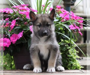 German Shepherd Dog-Siberian Husky Mix Puppy for sale in FREDERICKSBG, OH, USA