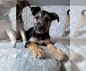 Rover - Male Chihuahua-Unknown Mix Dog for Adoption - Photo #2