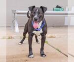 Small #1 Labrador Retriever Mix