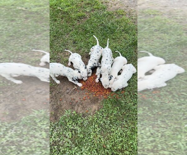 Medium Photo #1 Dalmatian Puppy For Sale in BECKLEY, WV, USA