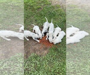 Dalmatian Puppy for sale in BECKLEY, WV, USA