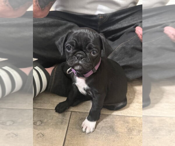 Medium Photo #1 Pug Puppy For Sale in Agoura Hills, CA, USA