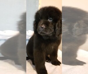 Newfoundland Puppy for sale in OMAHA, NE, USA