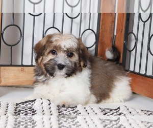 Havanese Puppy for sale in NAPLES, FL, USA