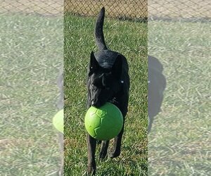 Colby - Male German Shepherd Dog Dog for Adoption - Photo #3
