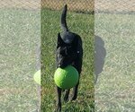 Small #2 German Shepherd Dog
