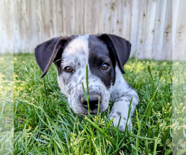 Medium Photo #2 Border Collie-Unknown Mix Puppy For Sale in Sandy, UT, USA