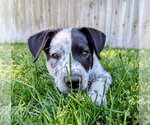 Small #1 Border Collie Mix