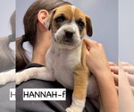 Small #4 Anatolian Shepherd