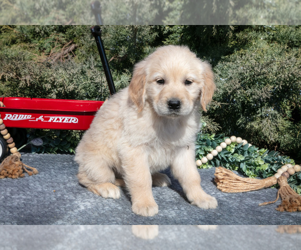 Medium Photo #2 English Cream Golden Retriever Puppy For Sale in ROCHESTER, IN, USA