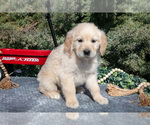 Small #1 English Cream Golden Retriever