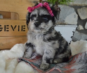 F2 Aussiedoodle Puppy for sale in HONEY BROOK, PA, USA