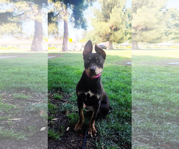 Medium Photo #5 Mutt Puppy For Sale in Yuba City, CA, USA