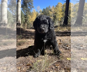Bernese Mountain Dog-Labradoodle Mix Puppy for sale in COLORADO SPRINGS, CO, USA
