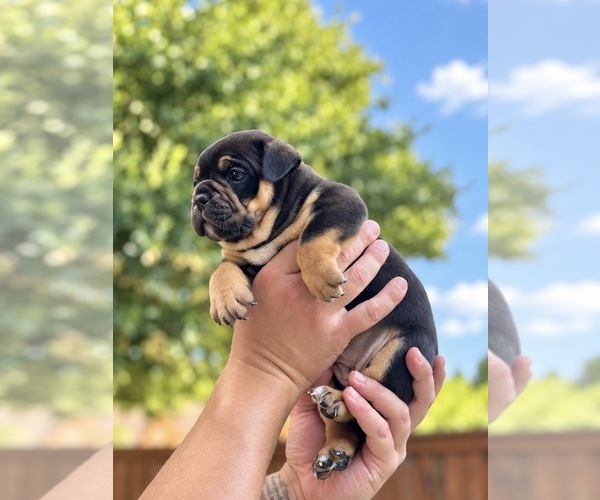Medium Photo #2 Olde English Bulldogge Puppy For Sale in FORT WORTH, TX, USA