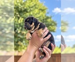 Small Photo #18 Olde English Bulldogge Puppy For Sale in FORT WORTH, TX, USA
