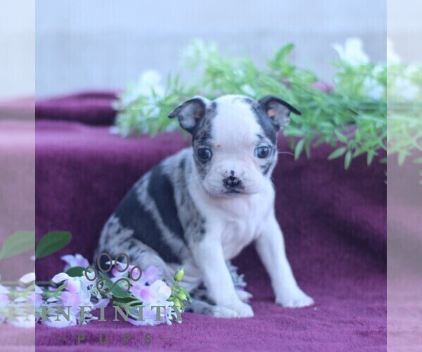 Medium Photo #3 Boston Terrier Puppy For Sale in PORT ROYAL, PA, USA