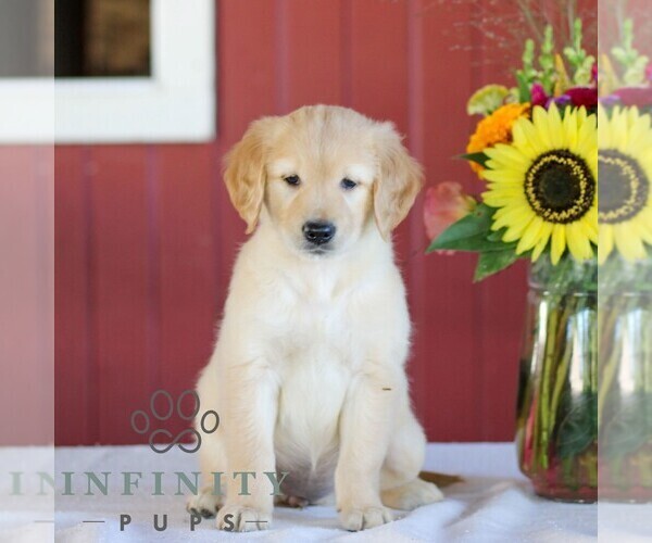 Medium Photo #4 Golden Retriever Puppy For Sale in MANHEIM, PA, USA