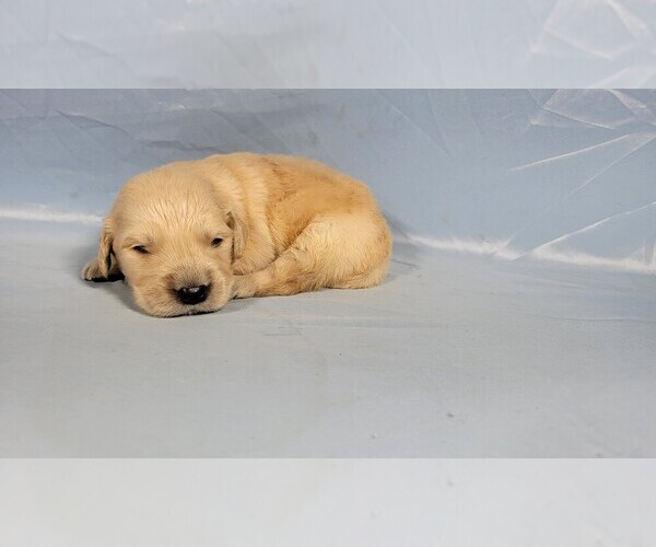 Medium Photo #59 Golden Retriever Puppy For Sale in FALCON, CO, USA