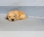 Puppy Stripe Golden Retriever