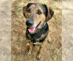 Small Plott Hound