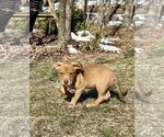Small Photo #4 American Pit Bull Terrier-Unknown Mix Puppy For Sale in Shillington, PA, USA