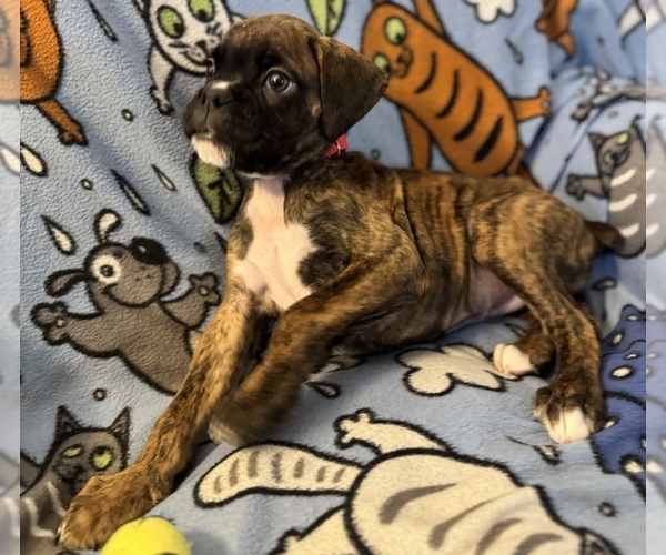 Medium Photo #8 Boxer Puppy For Sale in LANSING, MI, USA