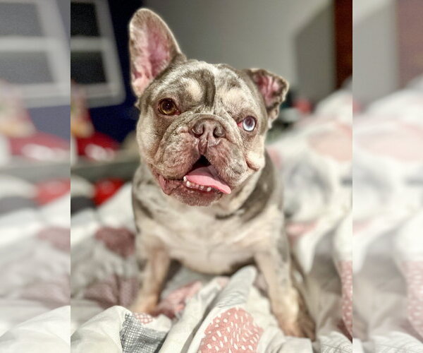 Medium Photo #6 French Bulldog-Unknown Mix Puppy For Sale in Corona, CA, USA