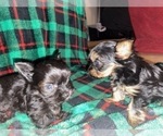 Small Photo #9 Yorkshire Terrier Puppy For Sale in SCHERTZ, TX, USA