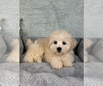 Small #5 Maltipoo