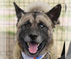 Akita-Unknown Mix Dogs for adoption in San Antonio, TX, USA