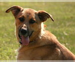 Small Photo #5 Mutt Puppy For Sale in Linton, IN, USA
