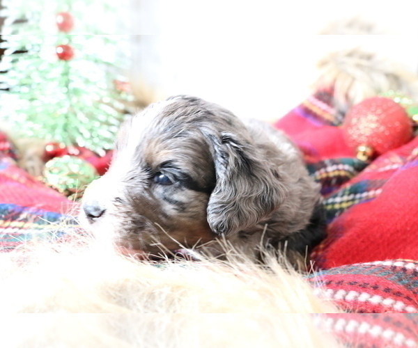 Medium Photo #126 Aussiedoodle Miniature  Puppy For Sale in STAFFORD, VA, USA
