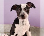 Small Photo #3 Border Collie-Bulldog Mix Puppy For Sale in Sheridan, CO, USA