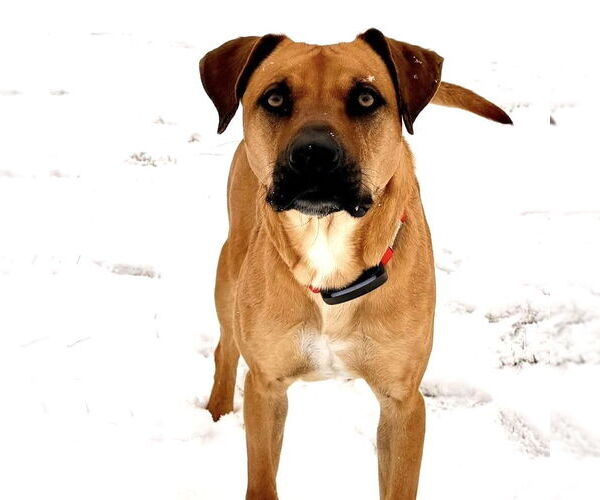 Medium Photo #10 Black Mouth Cur Puppy For Sale in Canton, CT, USA