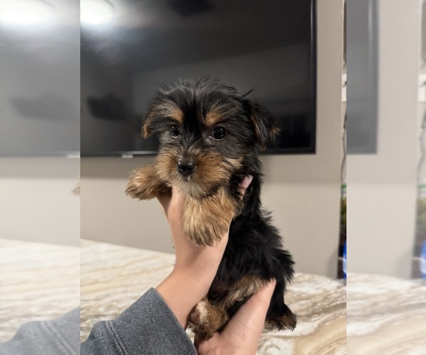 Medium Photo #4 Yorkshire Terrier Puppy For Sale in JOHNSTON, RI, USA