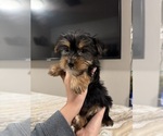 Small #3 Yorkshire Terrier