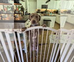 Small #8 Labrador Retriever Mix
