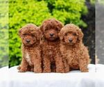 Small #1 Goldendoodle (Miniature)