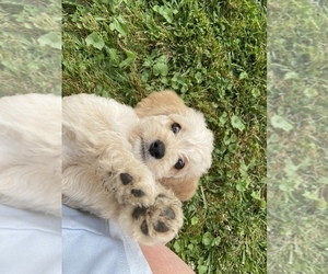 Miniature Labradoodle Puppy for sale in HOMETOWN, PA, USA