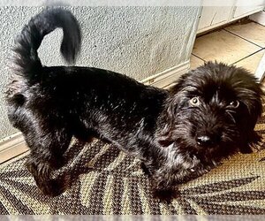 Cairn Terrier-Dachshund Mix Dogs for adoption in Fallbrook, CA, USA
