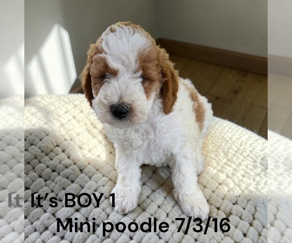 Medium Photo #1 Poodle (Miniature) Puppy For Sale in MONTPELIER, OH, USA