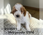 Image preview for Ad Listing. Nickname: AKC