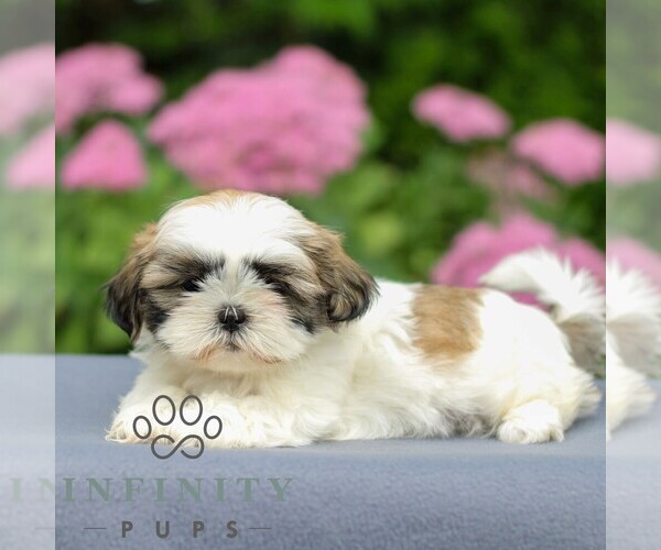 Medium Photo #3 Shih Tzu Puppy For Sale in GORDONVILLE, PA, USA