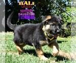 Small Photo #11 German Shepherd Dog Puppy For Sale in MURRIETA, CA, USA