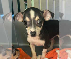 Chihuahua Dogs for adoption in Bolivar, MO, USA