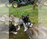 Small Photo #1 Siberian Husky Puppy For Sale in LONG EDDY, NY, USA