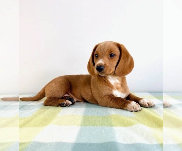 Medium Photo #3 Dorgi Puppy For Sale in GREENFIELD, IN, USA