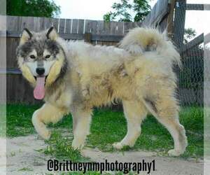 Father of the German Shepherd Dog-Siberian Husky Mix puppies born on 03/04/2022